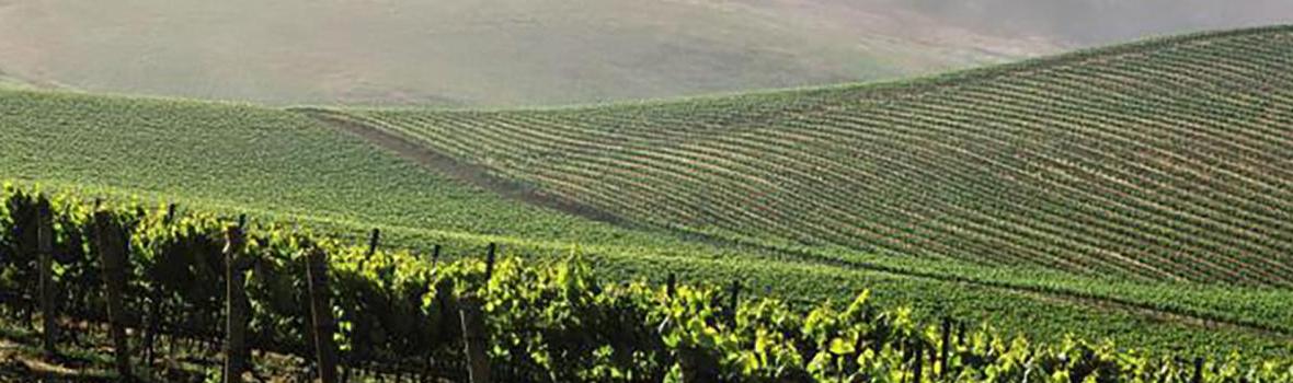 santa ynez vineyards